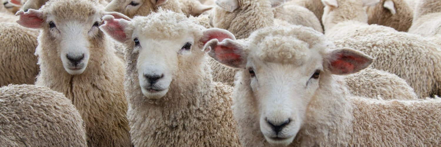 $SHEEP banner