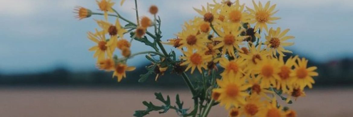 Daisy_Linet's profile banner image