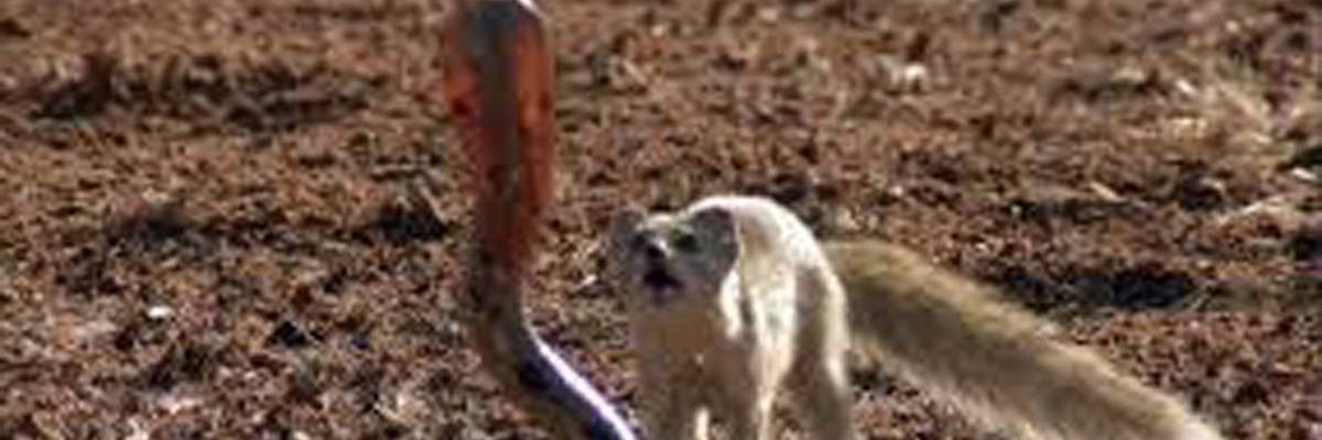 DeadEndDoug's profile banner image