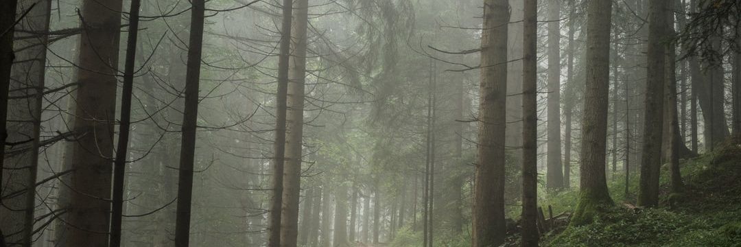 CozartTimmy's profile banner image