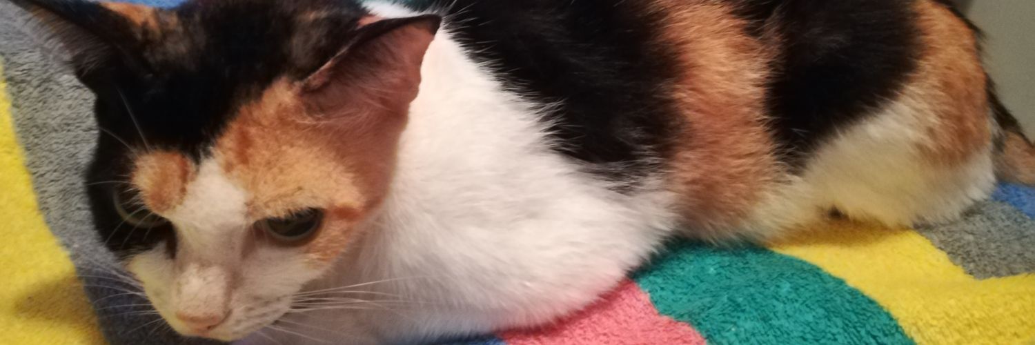 𝕯𝖎𝖊𝖌𝖔 banner