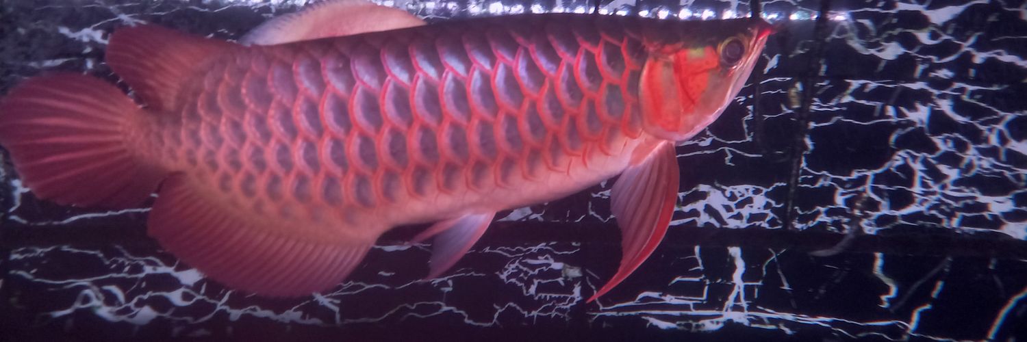 AquaBottom's profile banner image