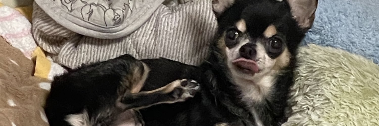 suteki_dog's profile banner image