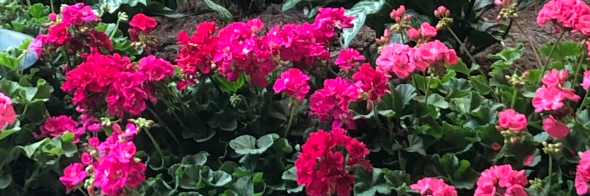 Jerica Knight, MS banner