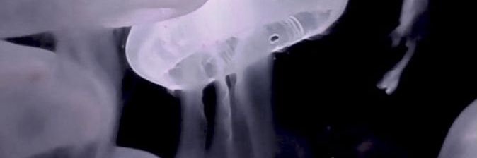 คนหน้าแมวส้ม banner