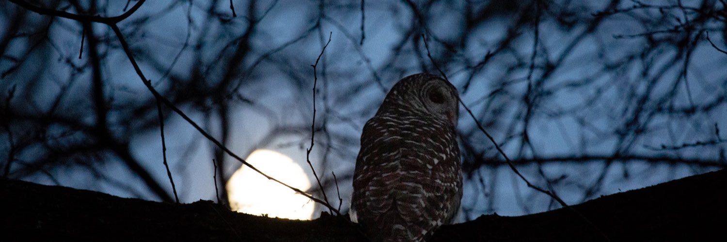 Eric Balcanoff banner