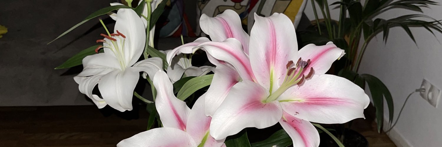 TantST03's profile banner image