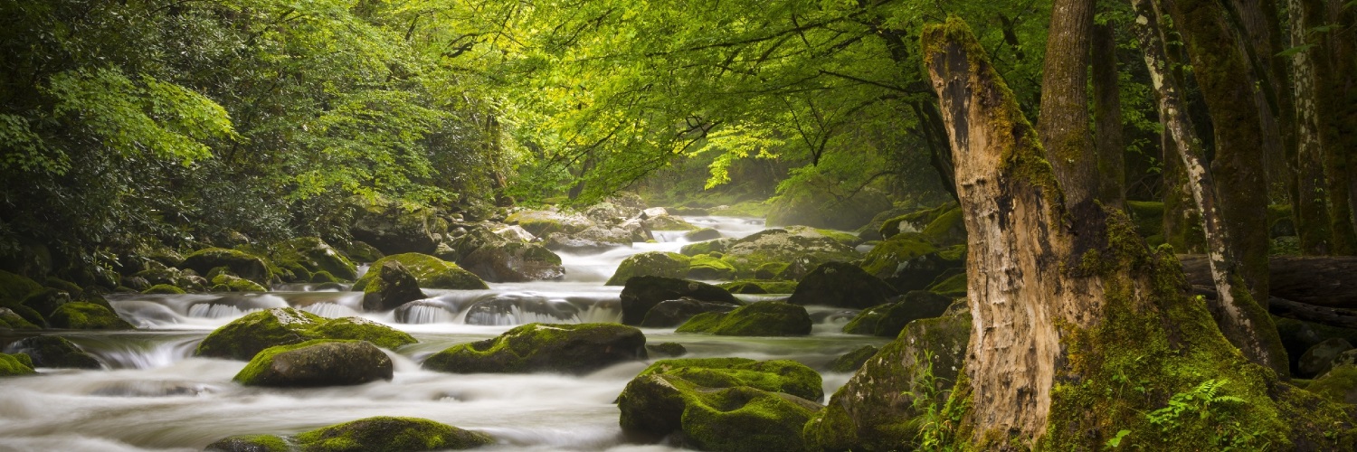 Morgan Creek Digital (MCD) banner