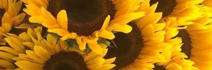 ivolara's profile banner image