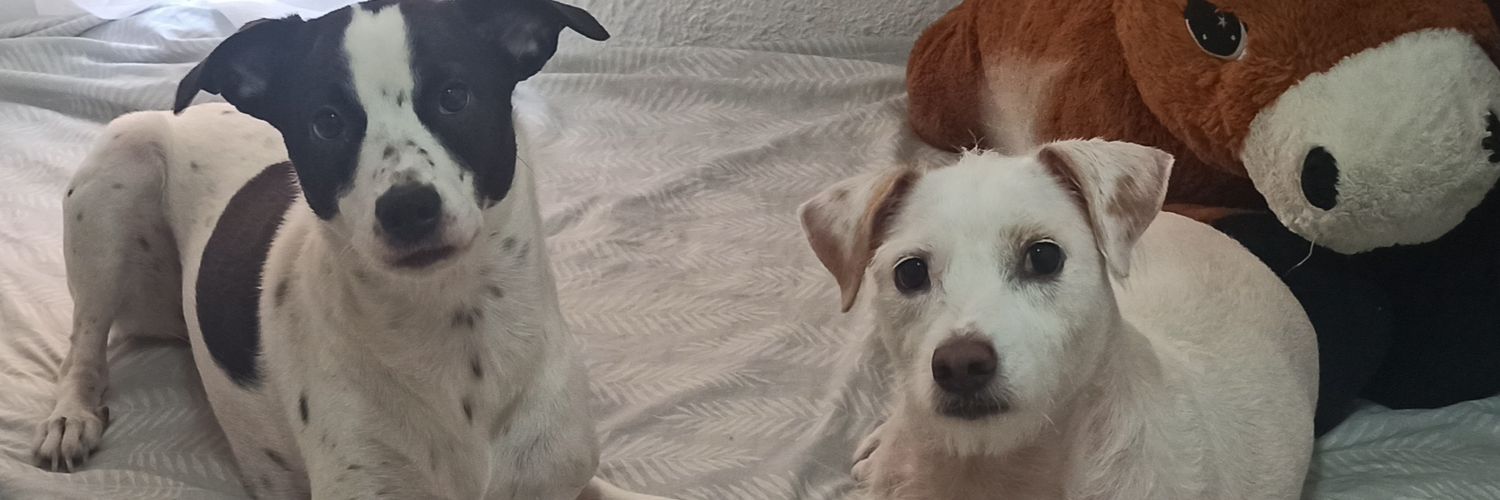 rocio_o9's profile banner image