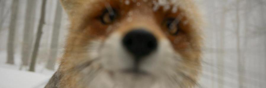 Godladybird's profile banner image