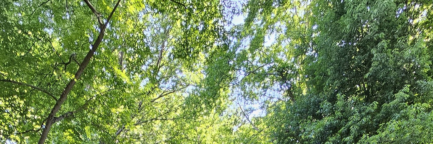 Rimachochan's profile banner image