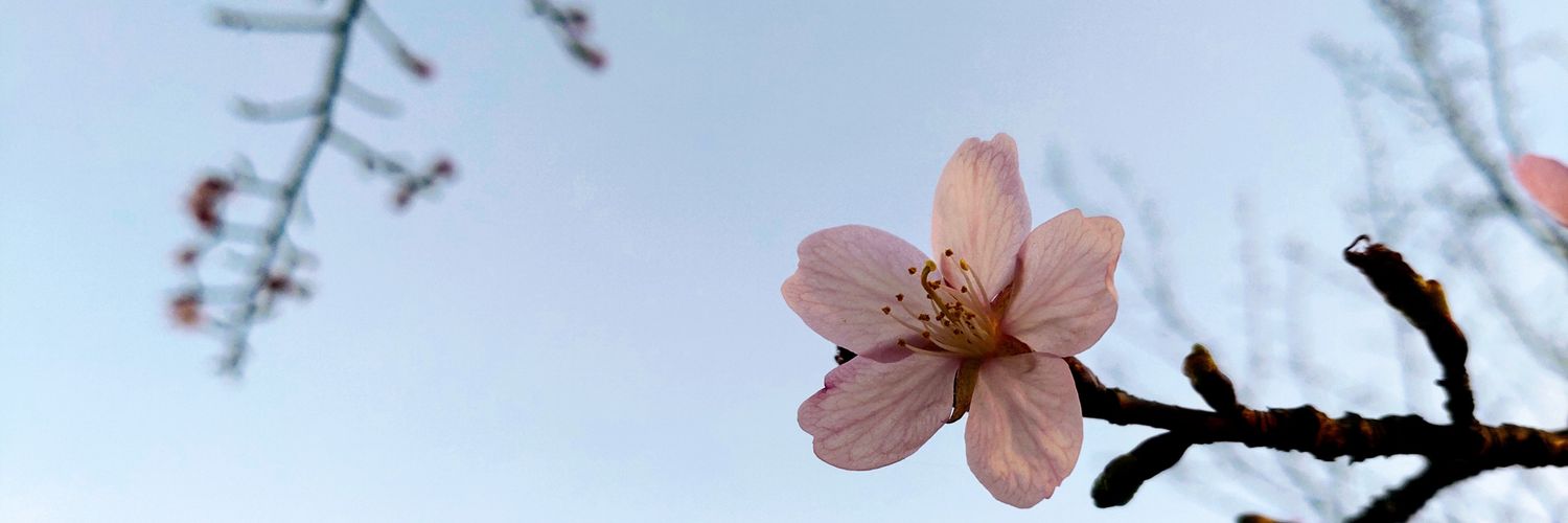 suzuo_sa's profile banner image