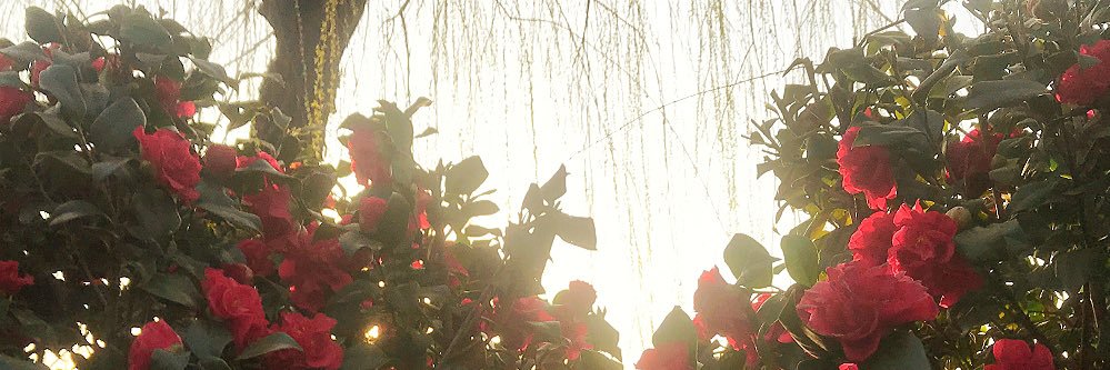 yyyx219's profile banner image
