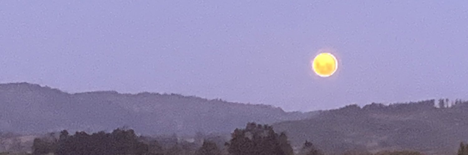 coccas's profile banner image