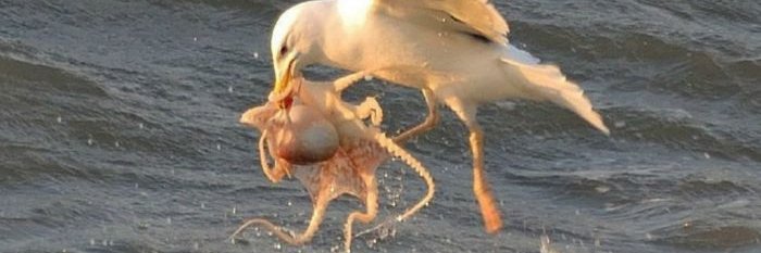 Виктор УСТАВ 228 banner