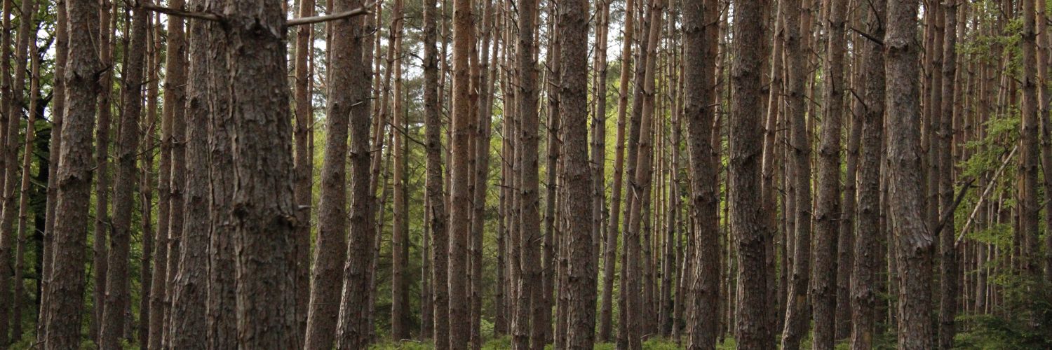 forestpunk2's profile banner image