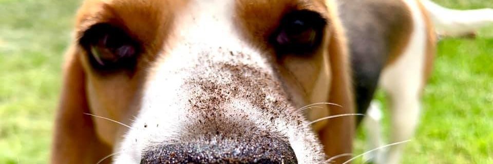 damsted's profile banner image