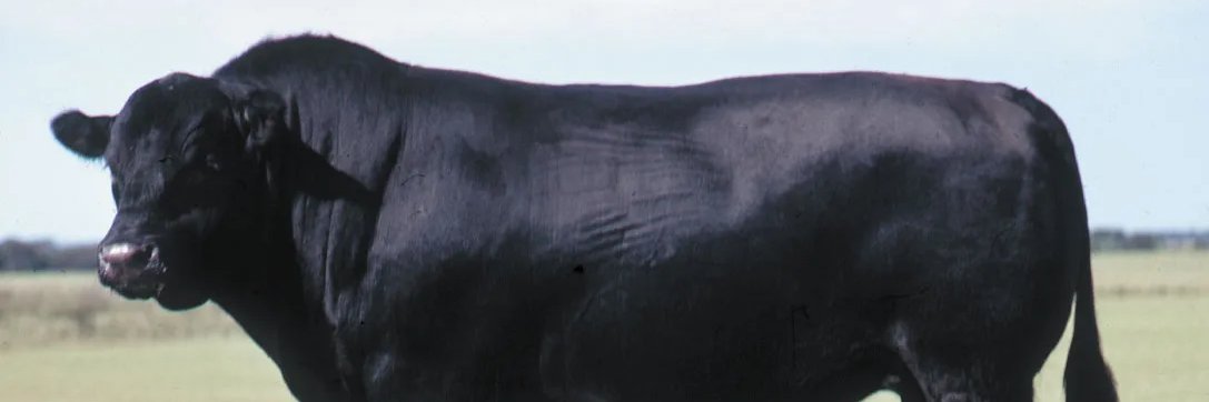 xBlackCow's profile banner image