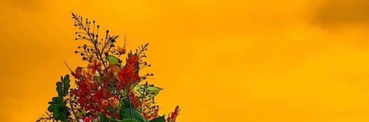 Mr Shetemi (❖,❖) banner