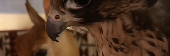 siiler3's profile banner image