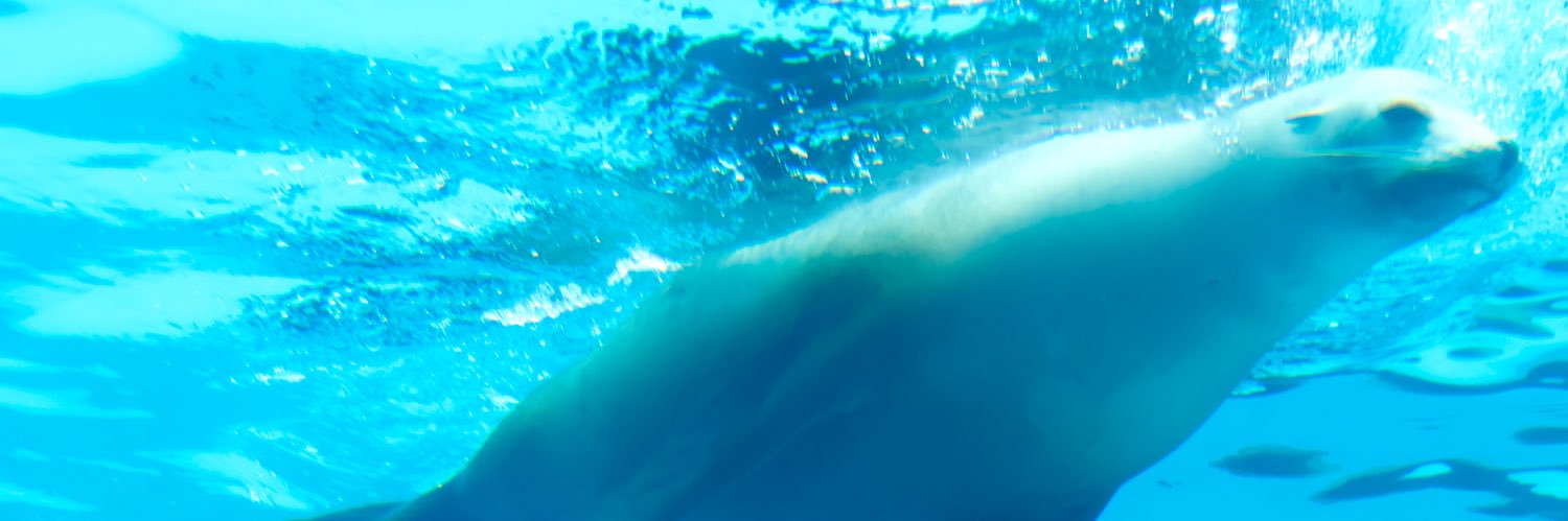 CHIEKKO's profile banner image