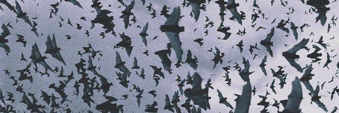 El orgullo de Higuerote banner