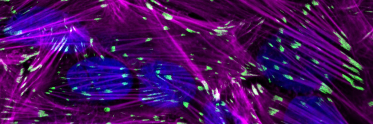 Luis Cedeño-Rosario, PhD's banner