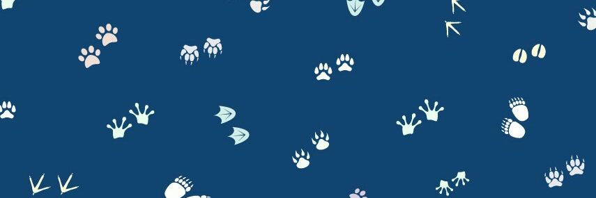 estefsaracho's profile banner image