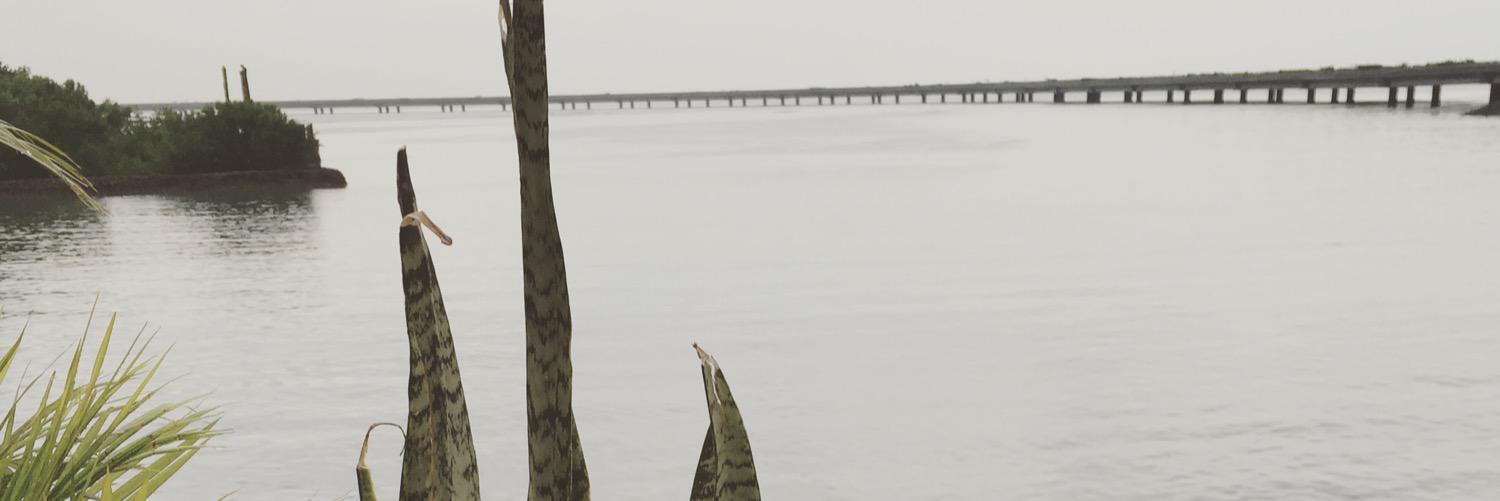 memocorredor's profile banner image