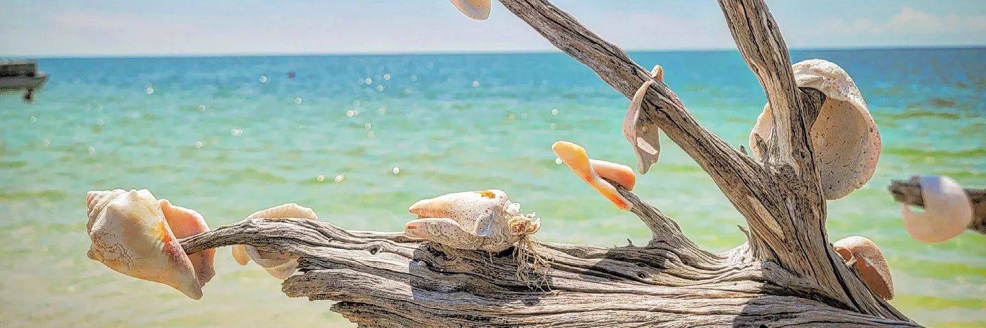 Conch_Life_Mike's profile banner image