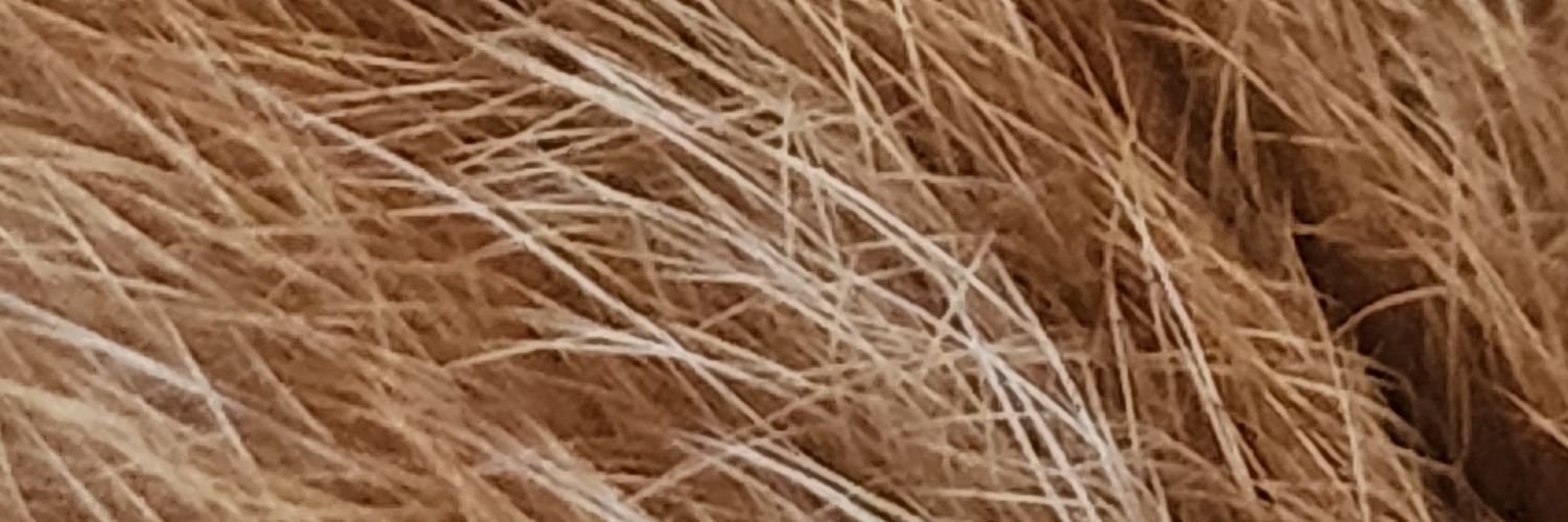 ชาลาล่าาาาาา  banner