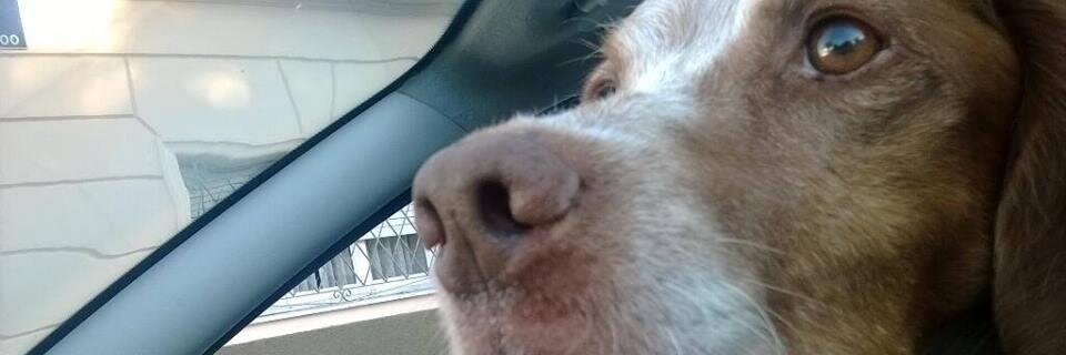 nichoVS's profile banner image
