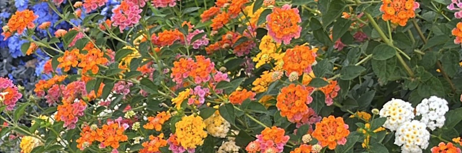 ___jiew's profile banner image