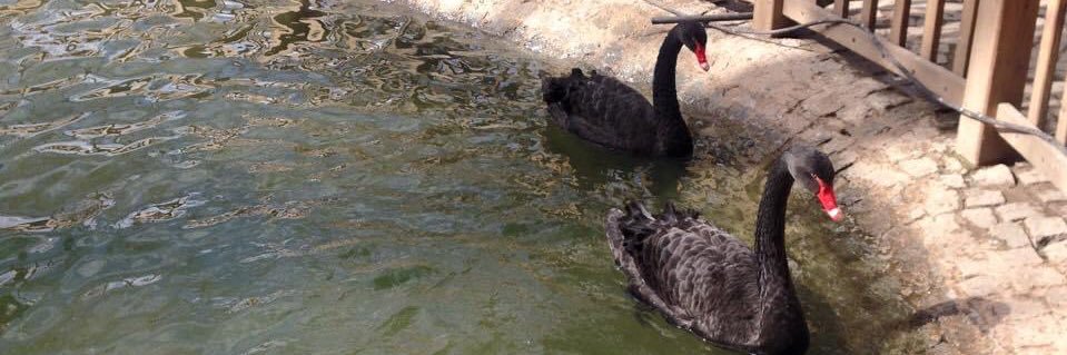 Nermin Saybaşılı banner