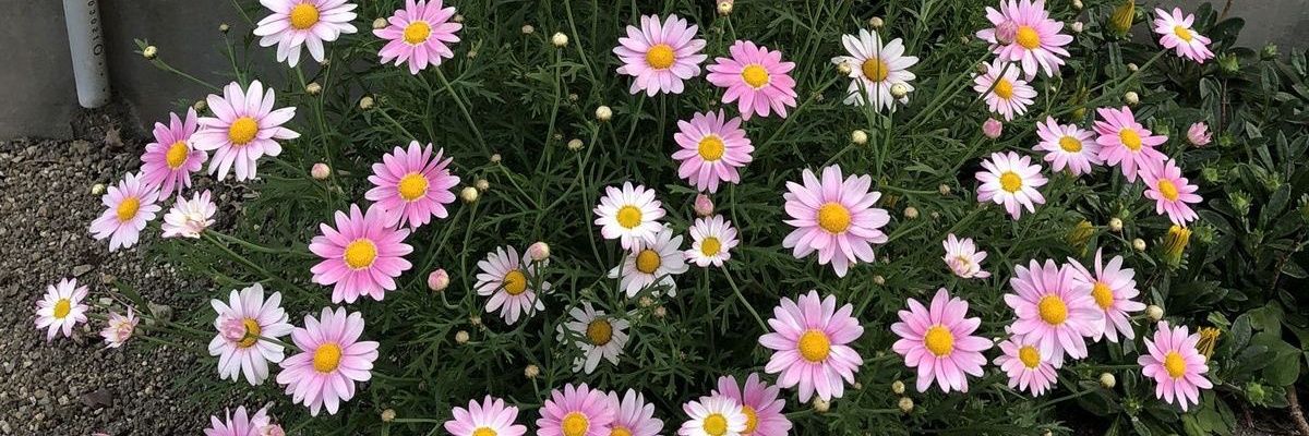 ecemdemiry99's profile banner image
