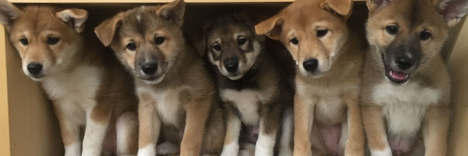 sweetbuddydogs1's profile banner image