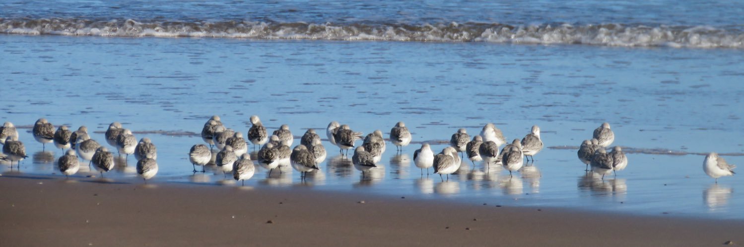 Patricia McLean banner