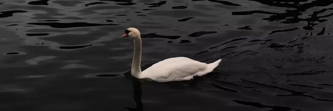 0x动梨满满 banner