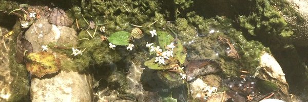 quietmidnights Profile Banner