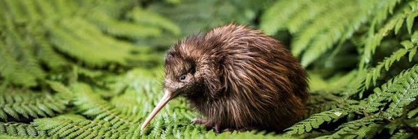 amethsikiwi Profile Banner