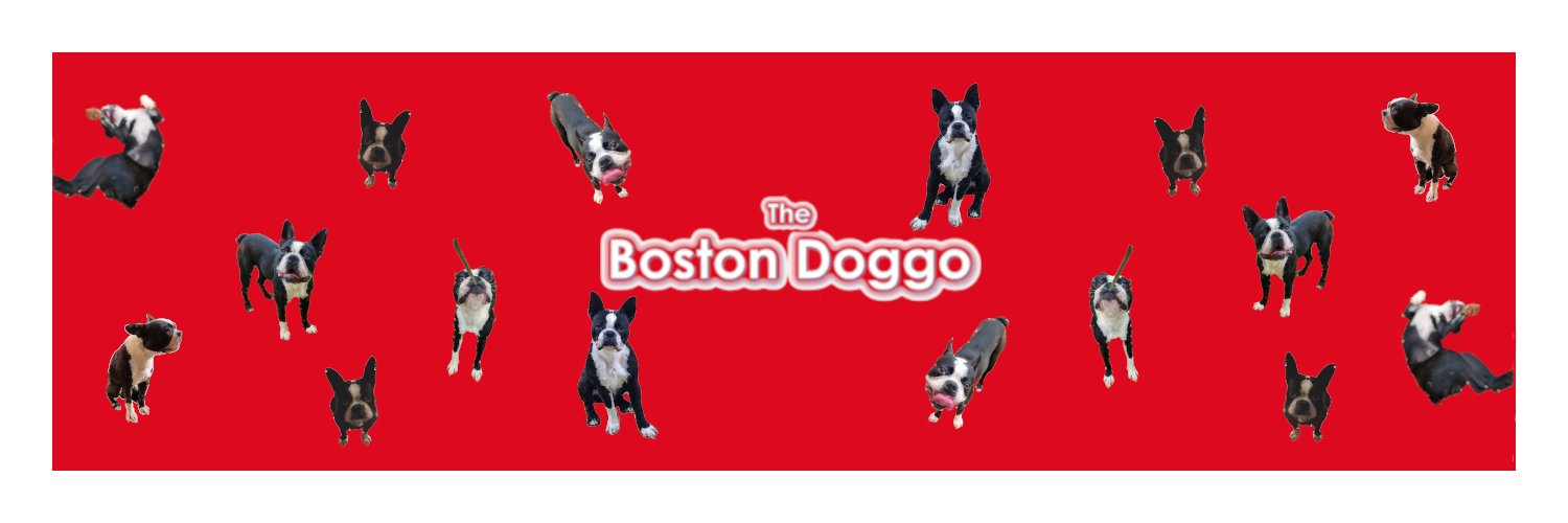 TheBostonDoggo's profile banner image