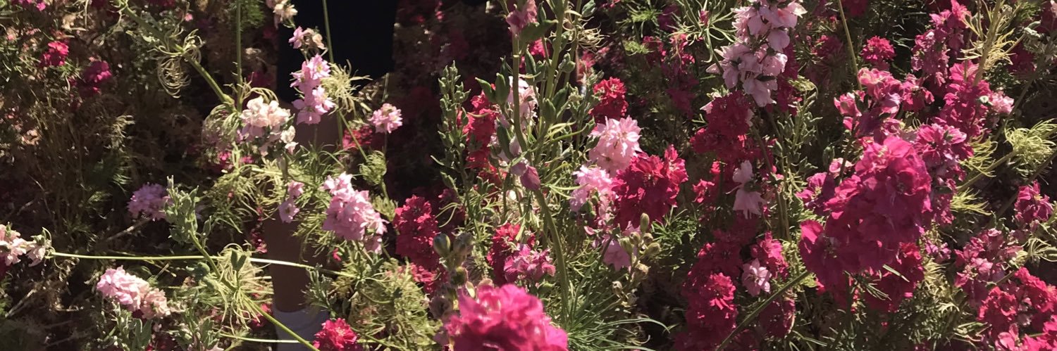 emmamulli's profile banner image