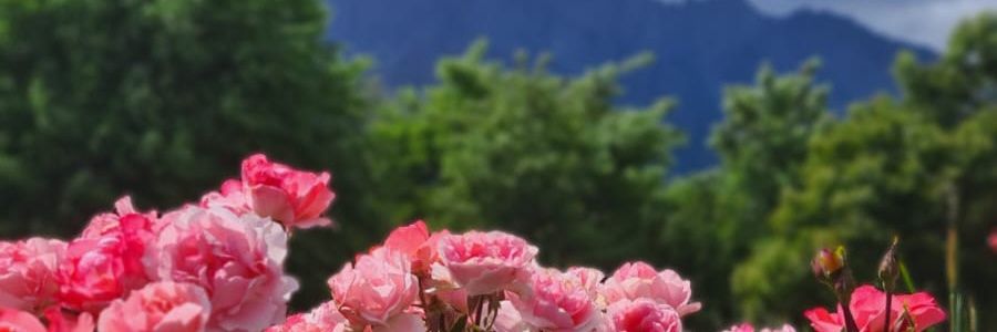 melipegue's profile banner image