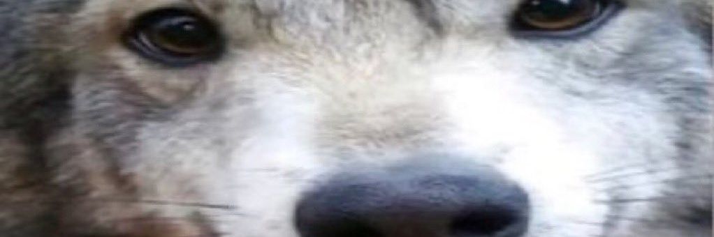 SourCheri banner