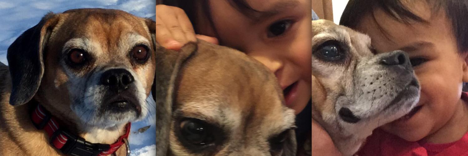 puggleoso's profile banner image