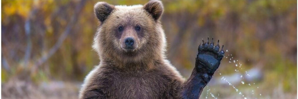 France 🐻 banner