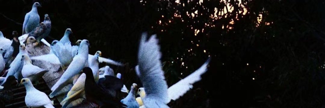千本扇's banner