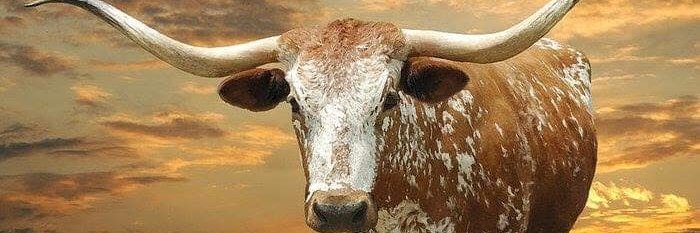 theTexasJake's profile banner image