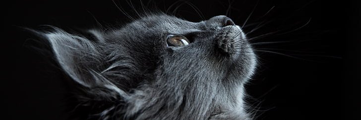 Renee Johnson banner